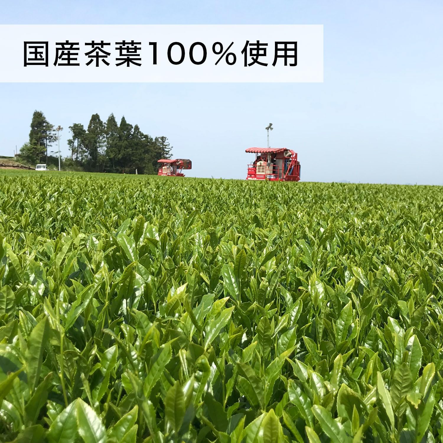 Чай Itoen Oi Oh Pure Green, зелёный, 600 мл (20,3 жидк. унции), 24 бутылки, пластиковая бутылка, обновлённый продукт, фото 5