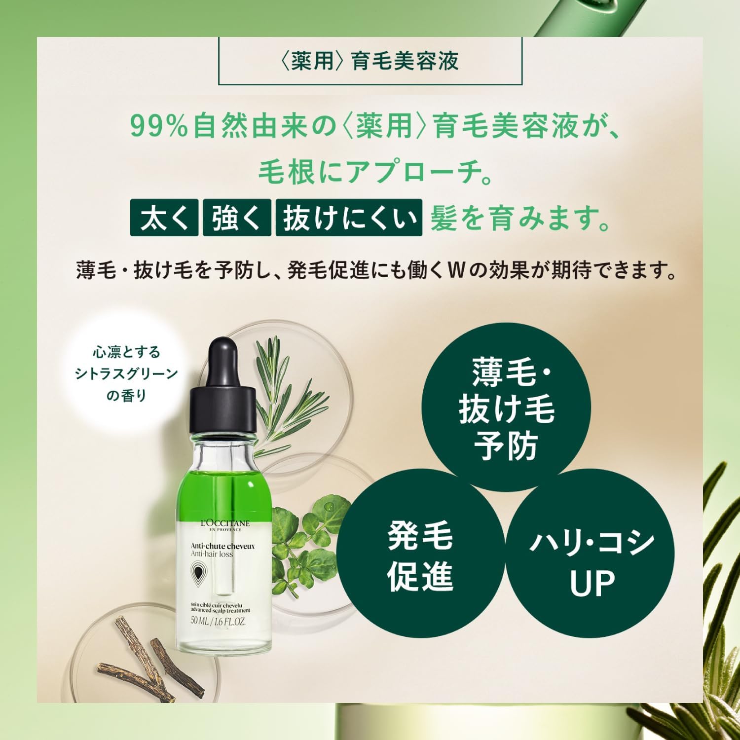 [Ограниченный веб-набор] L'OCCITANE (Л'ОКСИТАН) Лечебная сыворотка против выпадения волос, 50 мл [Квазилекарство] Пакетик для ухода за волосами с сывороткой для роста волос, фото 3